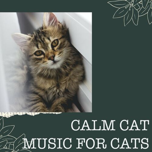 I calm cheap cat music