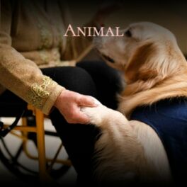 Album cover of Animal