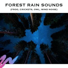 Album cover of Forest Rain Sounds (Frog, Crickets, Owl, Wind Noise)