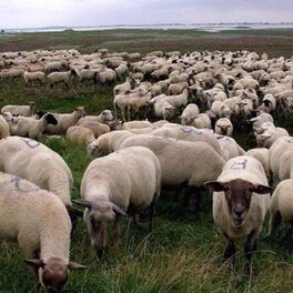 Album cover of Grey Sheep