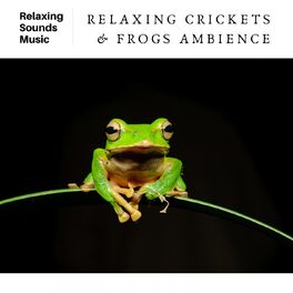 Album cover of Relaxing Crickets & Frogs Ambience
