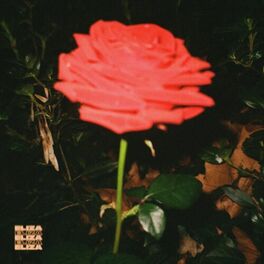 Album cover of Midnight Rose