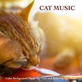 Cat Music - Soothing Cat Music: listen with lyrics | Deezer