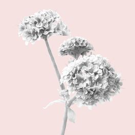 Album picture of Melatonin