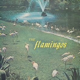 Album cover of The Flamingos