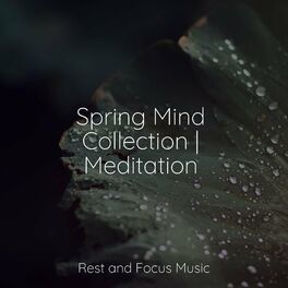 Album cover of Spring Mind Collection | Meditation