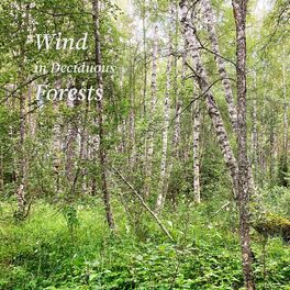 Album cover of Wind in Deciduous Forests