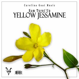 Album cover of Yellow Jessamine
