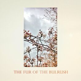 Album picture of The Fur of the Bulrush