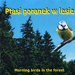 Album cover of Morning birds in the forest