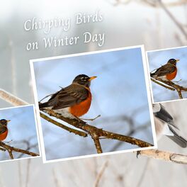 Album cover of Chirping Birds on Winter Day - 1 Hour