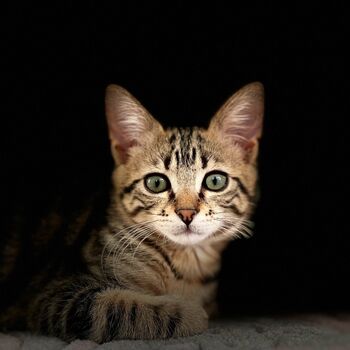 Kittens meowing - Meowing Cats Autotune мяуканье кота кошки автотюн: listen  with lyrics | Deezer