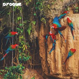 Album cover of Pirogue