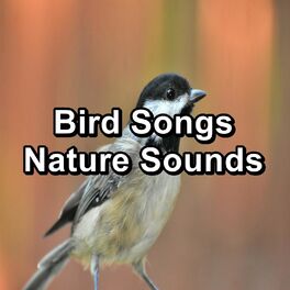 Album cover of Bird Songs Nature Sounds
