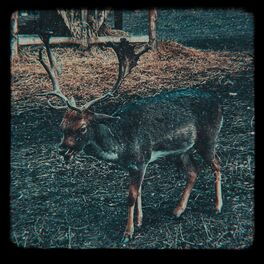 Album cover of Hunted
