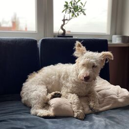 Album cover of Carlo