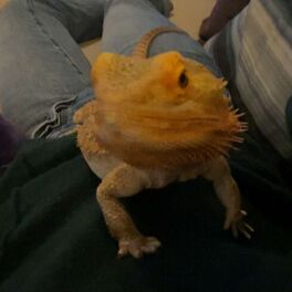 Album cover of Lizard (feat. THE BREED, wavcrush, Lownas, Koralle, inthedark, Rewind & Lokel)