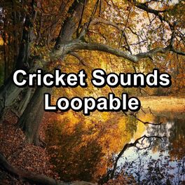 Album cover of Cricket Sounds Loopable