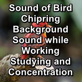 Album cover of Sound of Bird Chipring Background Sound while Working Studying and Concentration