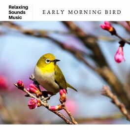 Album picture of Early Morning Bird Ambience