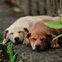 Album cover of Music for A Pleasant Puppy (Jazz Quintet)