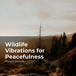 Album cover of Wildlife Vibrations for Peacefulness