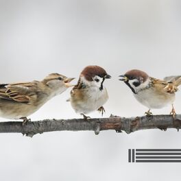 Album cover of Voix d'Oiseaux
