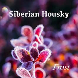 Album cover of Siberian Housky