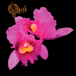 Album cover of Orchid