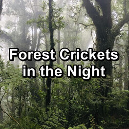 Album cover of Forest Crickets in the Night