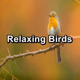 Album cover of Relaxing Birds