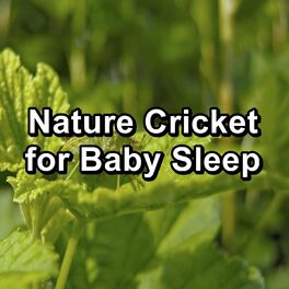 Album cover of Nature Cricket for Baby Sleep