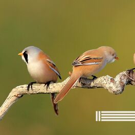 Album cover of Oiseaux Dans La Forêt (Boucle)