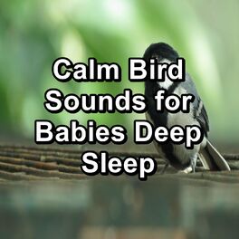 Bird Sound Collectors: albums, songs, playlists