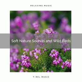 Album cover of ! ! ! ! ! ! ! ! ! ! Soft Nature Sounds and Wild Birds