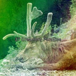 Album cover of 37 Dreamers Paradise