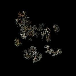 Album cover of Return