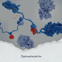 Album cover of Dephosphorylation