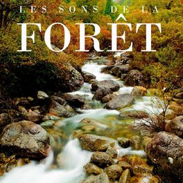 Album cover of Les sons de la forêt