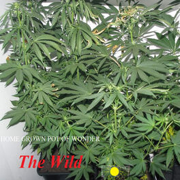 Album cover of Home Grown Pot Of Wonder