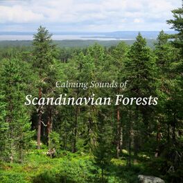 Album cover of Calming Sounds of Scandinavian Forests