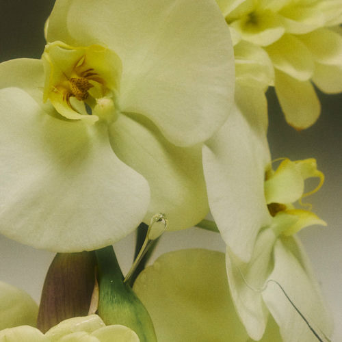 Low Island It Holds And It Holds listen with lyrics Deezer