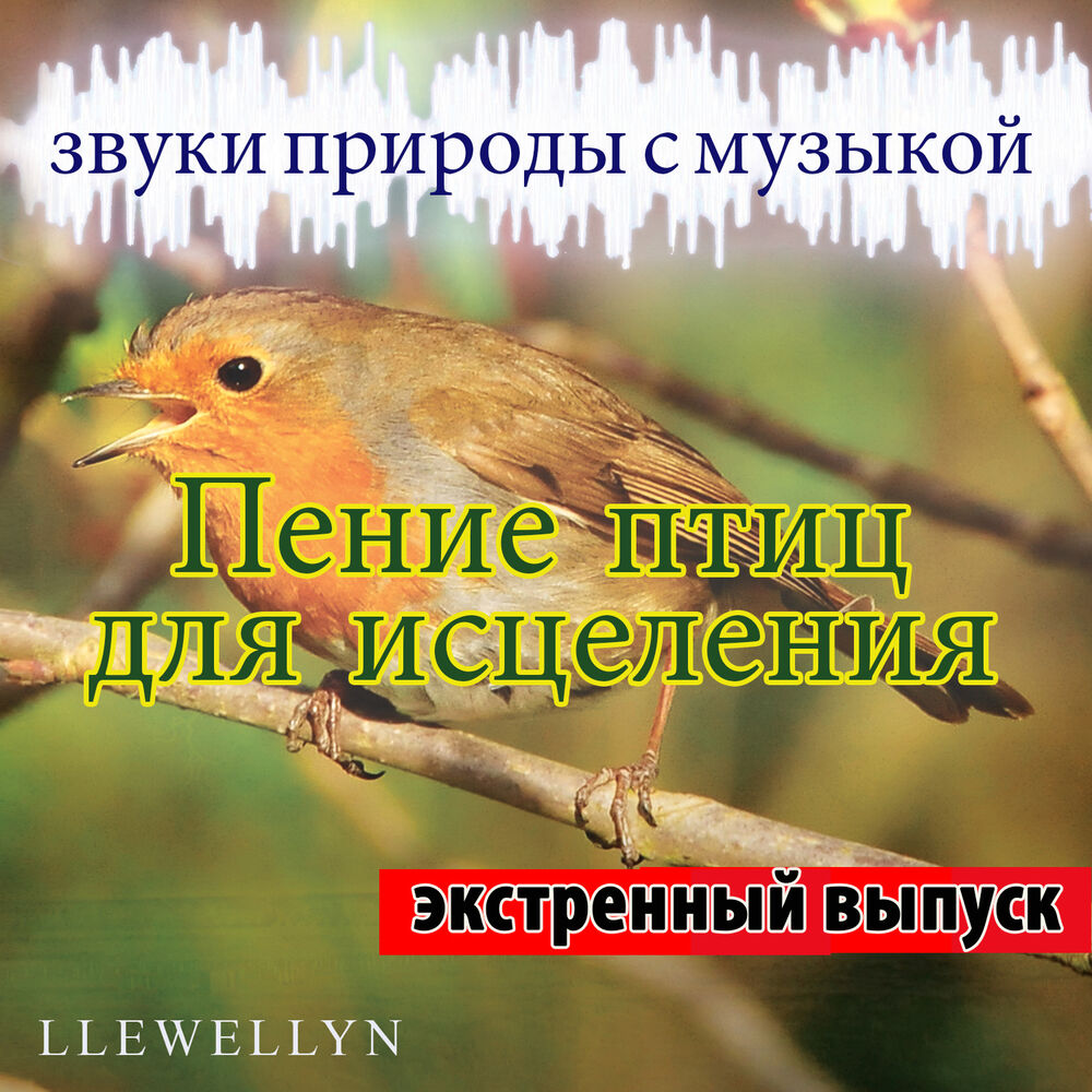 Слушать птиц под музыку