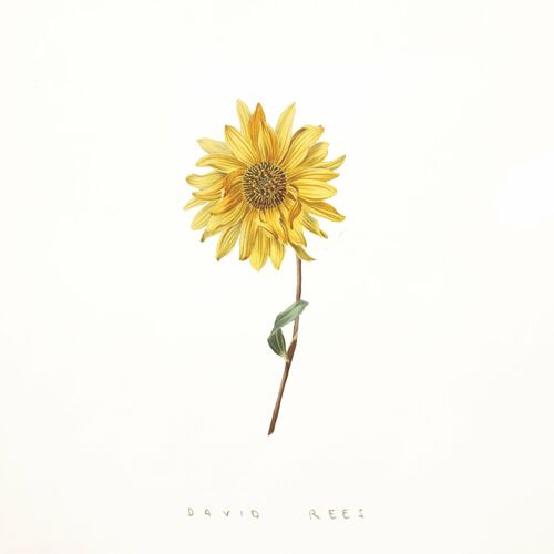 David Rees - Girasol: listen with lyrics | Deezer