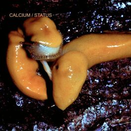 Album cover of calcium status