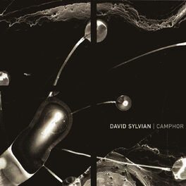 Album cover of Camphor