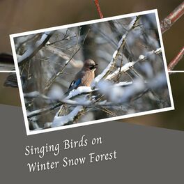 Album cover of Singing Birds on Winter Snow Forest - 2 Hours