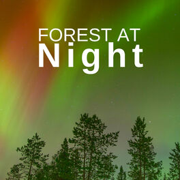 Album cover of Forest at Night: Relaxing Nature Night Sounds