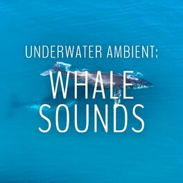 Album cover of Underwater Ambient: Whale Sounds