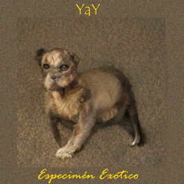 Album cover of Especimén Exotico